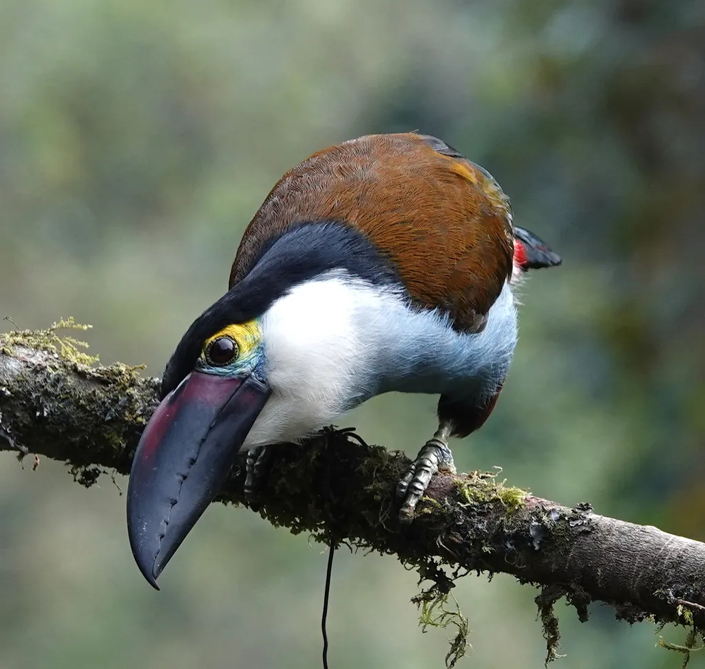 Banco de Occidente y TERRASOS protección biodiversidad
